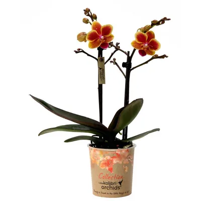 Орхидея колибри фото фото