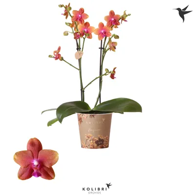 Phalaenopsis Multi. orange Kolibri Fragrance Orange | Phalaenopsis  Multiflora | Phalaenopsis Multiflora | Цветущие комнатные орхидеи |  Цветущие комнатные растения | Комнатные растения | All products | OZ Planten