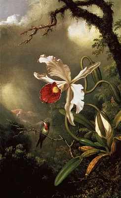 Мартин Джонсон Хед - Колибри и белая орхидея, 1875, 30×48 см: Описание  произведения | Артхив
