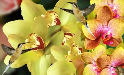 Предпосылка моды флористическая с орхидеей и колибри Иллюстрация вектора -  иллюстрации насчитывающей ангстрома, цветок: 42259990