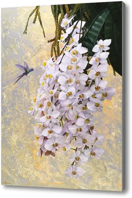 Орхидея Бабочки Маленькая Колибри — стоковые фотографии и другие картинки  Без людей - Без людей, В цвету, Германия - iStock