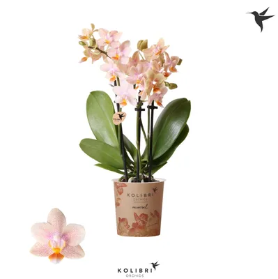 Phalaenopsis Kolibri Ivoorkust - Орхидеи, орхидеи уход субстратов,  Oрхидариумы