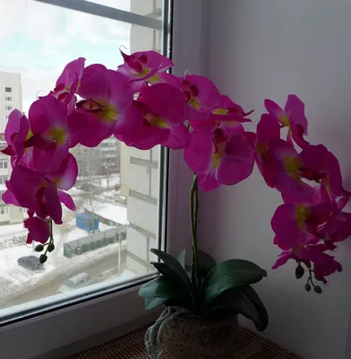 Орхидея дикий кот цветение (73 фото) »