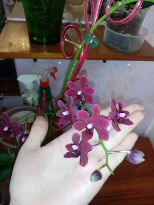 Орхидейные истории