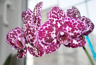 Купить черную орхидею в Москве ✿ цены в интернет-магазине GoodFlora