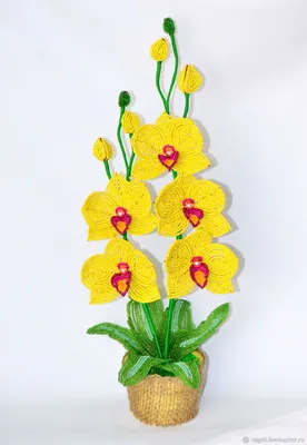Орхидея цимбидиум невероятной красоты | Орхидея, Орхидеи, Цветы