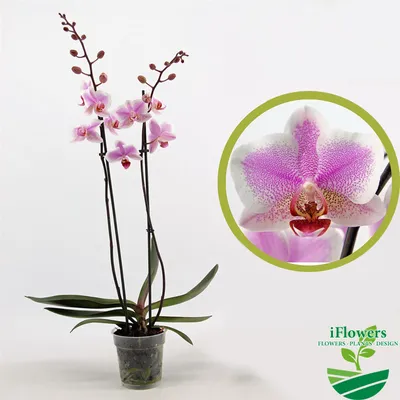Дикий кот орхидея (44 лучших фото)