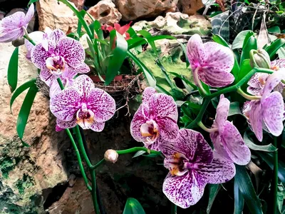 Цветок искусственный FixPrice - «? Красивый фотофон по невысокой цене ?  Орхидея из Fix Price со всеми её достоинствами и недостатками ?» | отзывы