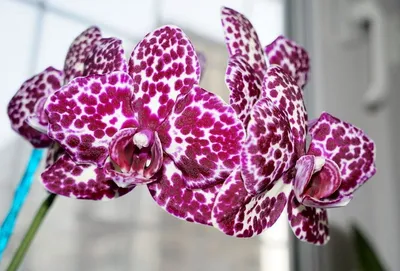 Орхидея кошачий глаз - 78 фото