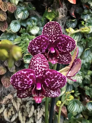 Дикий кот орхидея (44 лучших фото)