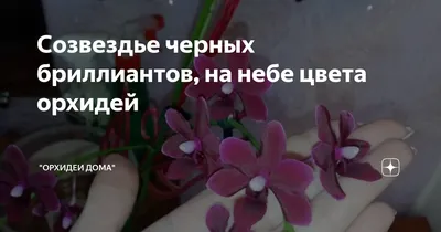 Брошь-булавка: Орхидея купить в интернет-магазине Ярмарка Мастеров по цене  1650 ₽ – OSQ6MRU | Брошь-булавка, Азов - доставка по России