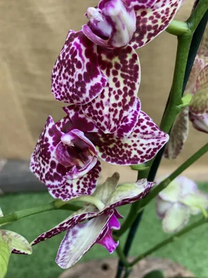 Народные советы, которые помогут продолжить цветение орхидеи - Новости Ю