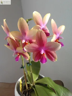 Купить орхидея Лиодоро с доставкой по Минску