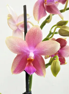 Орхидея Фаленопсис Лиодоро 2 ствола (Phalaenopsis Liodoro)