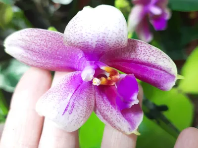 Купить «Орхидея лиодоро» с доставкой в Чите - «Flowers World»