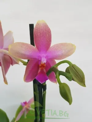 Zelena Xata - Любимейшая ароматная орхидея Лиодоро... | Facebook