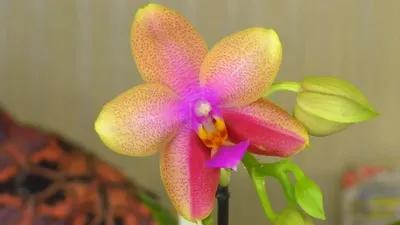 Орхидея Phalaenopsis Liodoro peloric (отцвел)