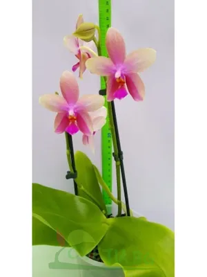 Орхидея фаленопсис лиодоро.