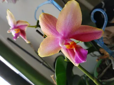Фаленопсис Лиодоро – орхидея с нежнейшим запахом ландыша и лайма. Цветет  прекрасными, похожими на звезды, цветами, распространяя чудный… | Instagram