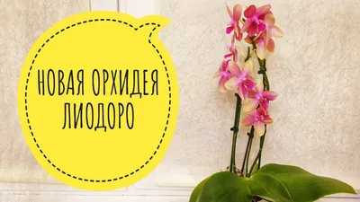 Орхидея фаленопсис Лиодоро / Phalaenopsis Liodoro, второе домашнее  цветение. - YouTube