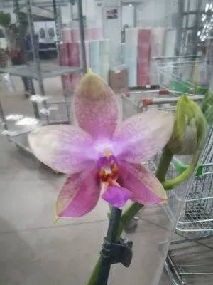 Орхидея Фаленопсис Лиодоро 1 ствол (Phalaenopsis Liodoro)