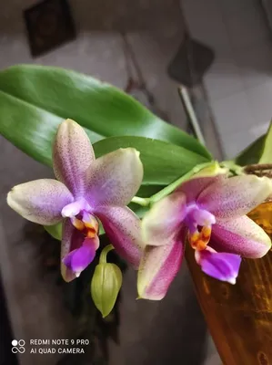 Купить Фаленопсис (орхидея) 12*40 1 ствол Liodoro ароматный (Ter Laak)  оптом | Paeonia