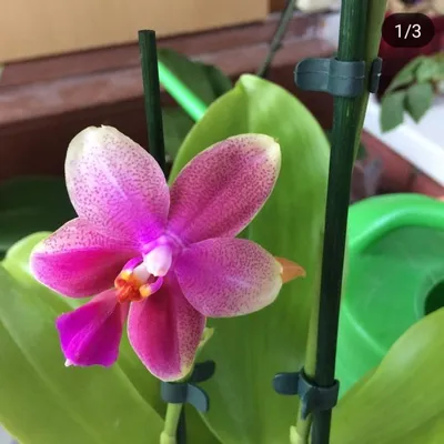 УЦЕНКА ДЕФЕКТ НА ШЕЕ Орхидея Лиодоро LIODORO💕💕💕 это самая красивая и  прекрасная орхидея из фаленопсисов. Имеет вкусно пахнущие цветы в… |  Instagram