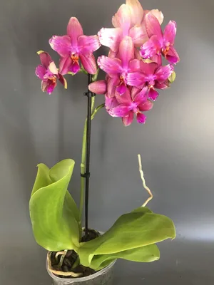 Орхидея Phalaenopsis Liodoro peloric (отцвел)