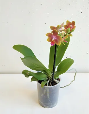 Орхидея Фаленопсис Лиодоро 1 ствол (Phalaenopsis Liodoro)