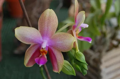 Фаленопсис Биондоро (Phalaenopsis Biondoro): особенности сорта,  характеристики, фото