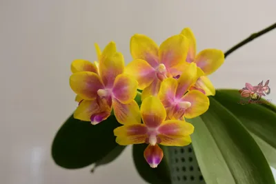✔️ Продано ✔️#орхидея #фаленопсис Такие роскошные Лиодоро 😻 Очень  ароматные орхидеи с приятным запахом парфюма Цветок крупный, очень… |  Instagram