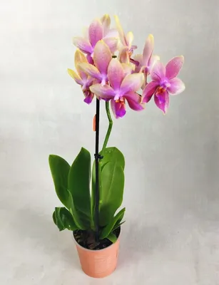 Загадочная красавица: орхидея Phalaenopsis Liodoro