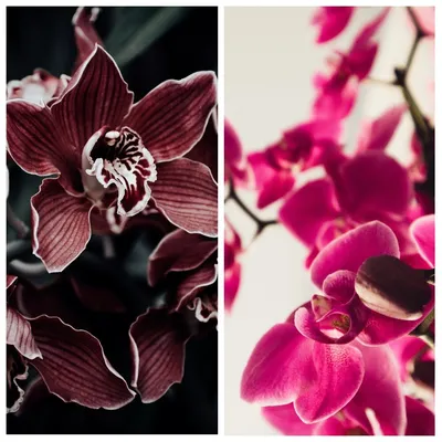 Орхидея Фаленопсис Эйфория ⌀12 60 см купить в Москве с доставкой | Магазин  растений Bloom Story (Блум Стори)