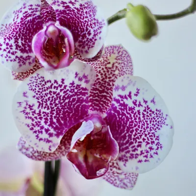 орхидея #фаленопсис Сорт Пандора Цветы крупные. Высота 60 см. Много молодых  бутонов! Цена 8800 тг В наличии несколько экземпляров… | Instagram