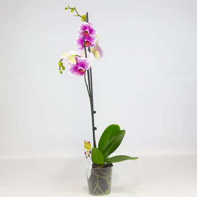 Орхидея Phal. Pandora 2 - купить, доставка Украина