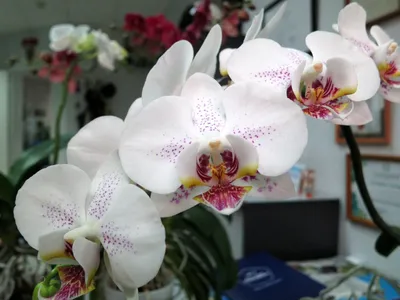 QANDOCCI настоящий 925 пробы Серебряный цветок амулеты Белая орхидея  Висячие амулеты подходят оригинальный браслет Pandora Diy ювелирные изделия  | AliExpress
