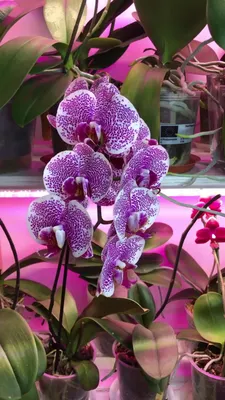 Женская Орхидея Serene, цветок лотоса, семейное дерево, подвески из серебра  925 пробы, подходят для браслетов pandora, ювелирные изделия | AliExpress