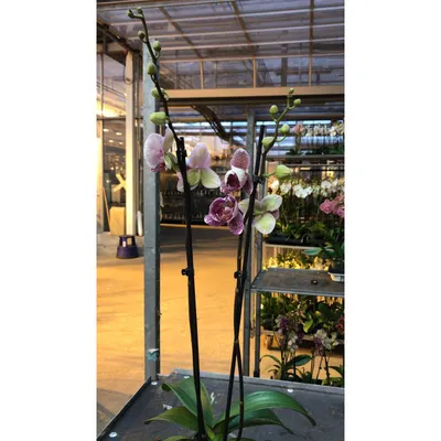 Орхидея Pandora 80см - OrchidSale