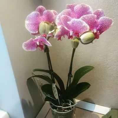 Phal. Pandora🌸 Невероятно красивая орхидея 🌸первое домашнее цветение из  боковой почки 👍🏻 #орхидея #фаленопсис #орхидеяцветет #orchids #or… |  Instagram