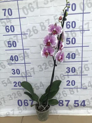 Белый фаленопсис Пандора цветка орхидеи с темными розовыми губами,  известными как орхидея сумеречницы или Phal. Макрос ветви орхид Стоковое  Изображение - изображение насчитывающей флористическо, серо: 175231313