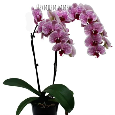 Орхидеи для Вас - 🌺 Молоденький стандарт \"Pandora 2\"!сорт... | Facebook