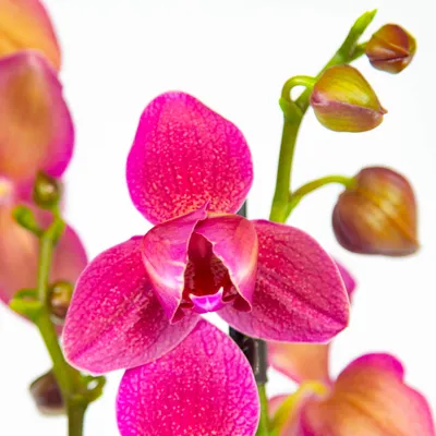 Орхидея пелорик фото фото