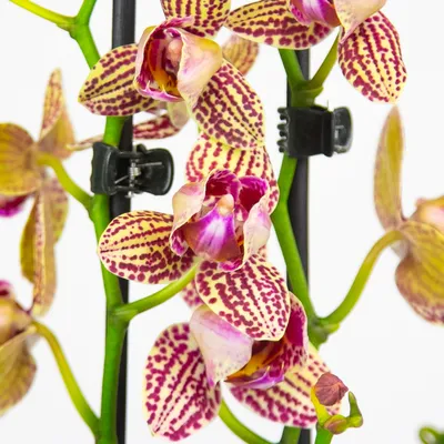 Орхидея пелорик купить