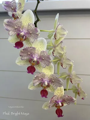 Пелорик орхидея - YouTube