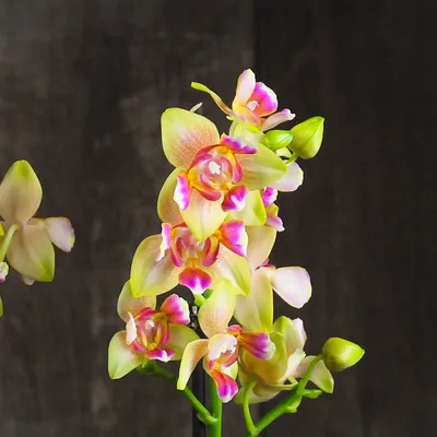 Орхидея Phal. Bright Maya (peloric) | Tata Orchids | Дзен