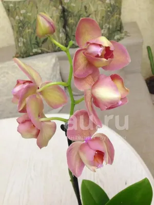 Орхидея Фаленопсис Пелорик лимонно-розовая 2 ст купить