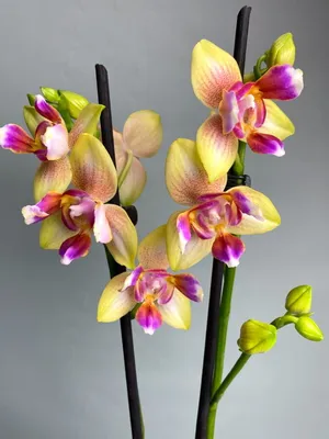 Орхидея цветущая пелорик Легато — купить в Красноярске. Горшечные растения  и комнатные цветы на интернет-аукционе Au.ru
