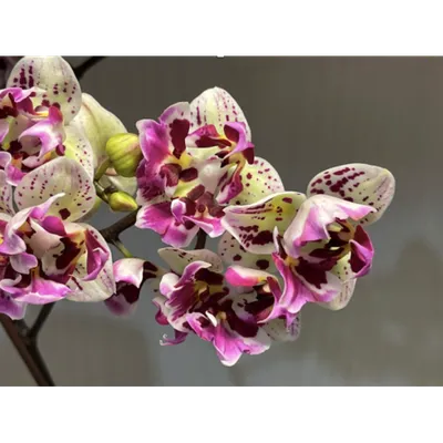 Орхидея Phal. Arcadia Peloric - купить, доставка Украина