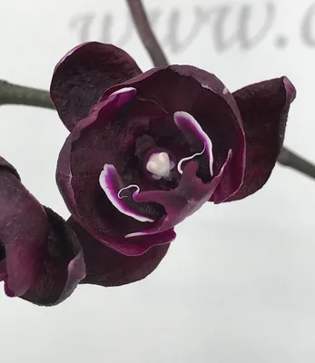 Орхидея Phal. Sweet Candy peloric - купить, доставка Украина