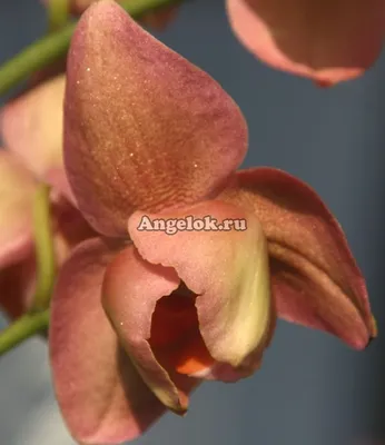 Орхидея Phalaenopsis Black peloric (отцвел)